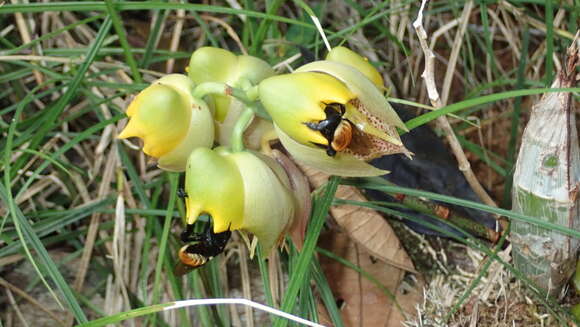 Image of Large-fruited Catasetum