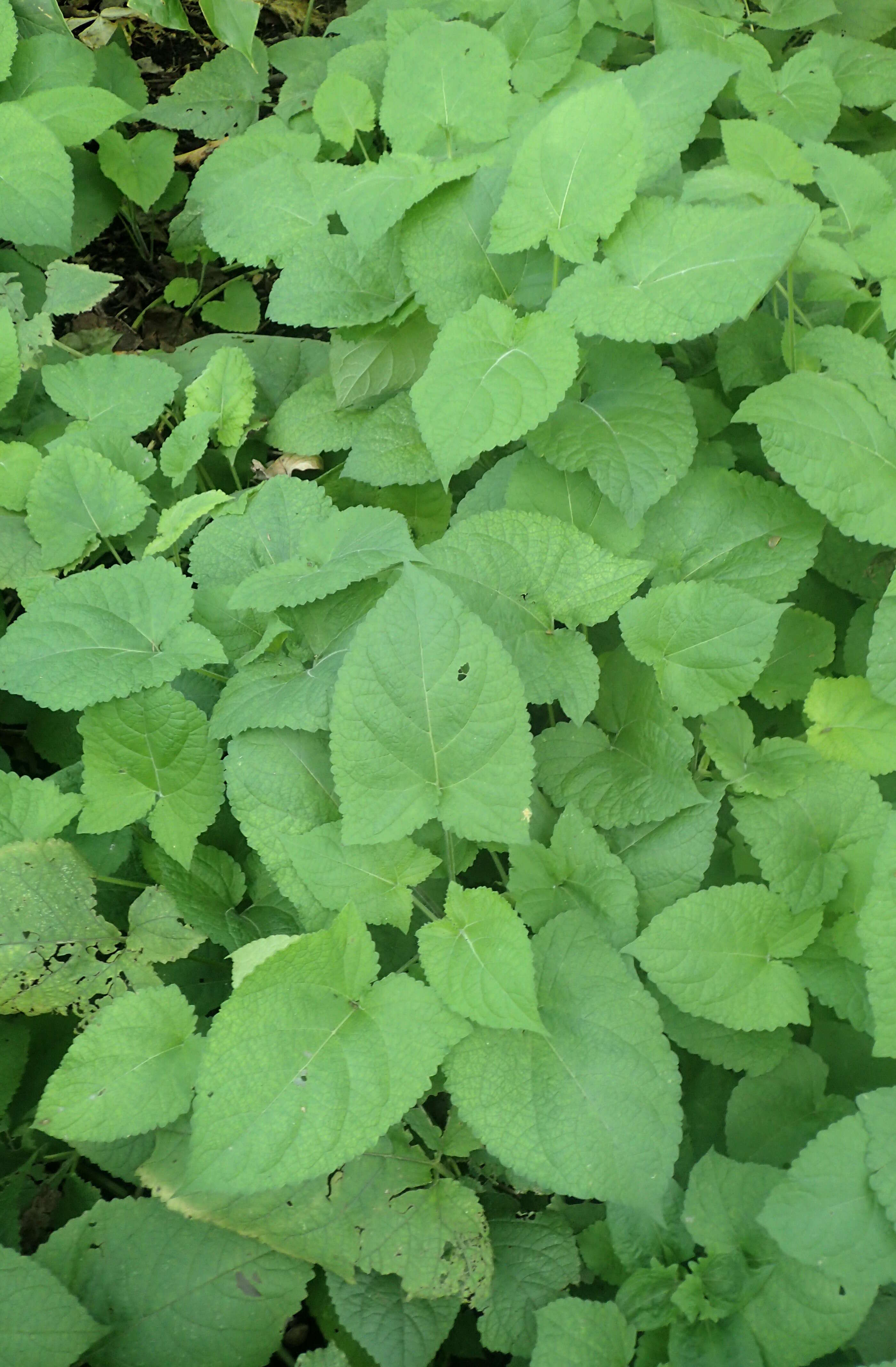 Image of Salvia koyamae Makino