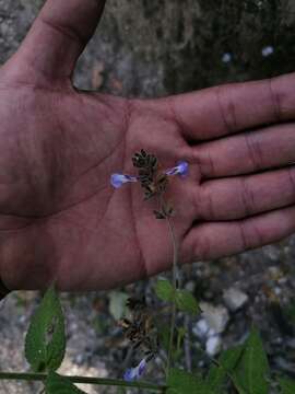 Image of Salvia protracta Benth.