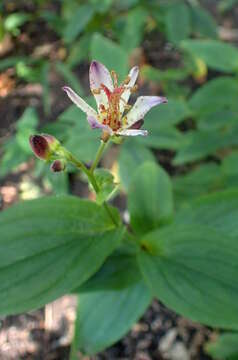 Image of toad lily