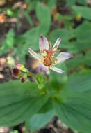 Image of toad lily