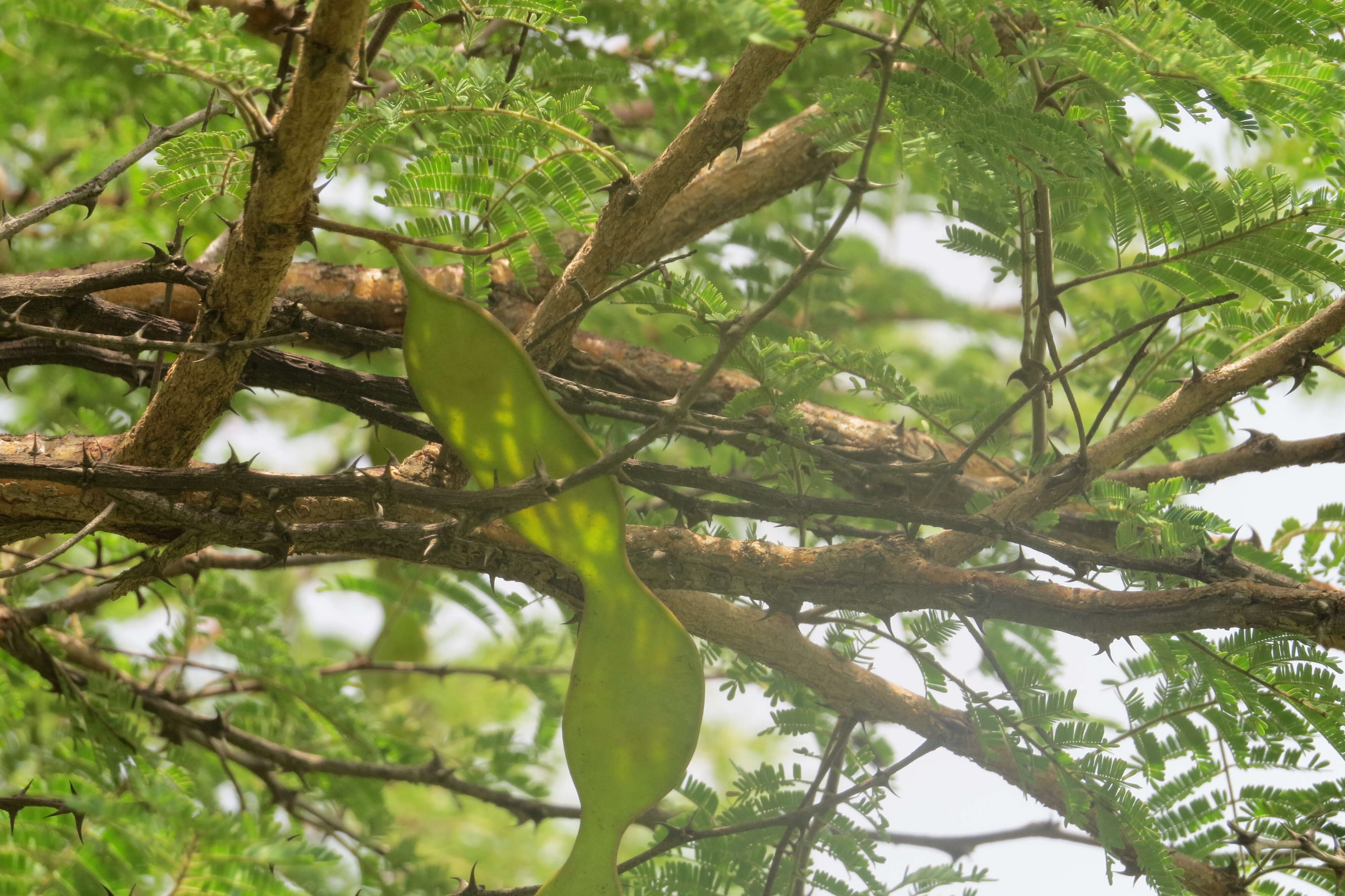 Image of gum arabic