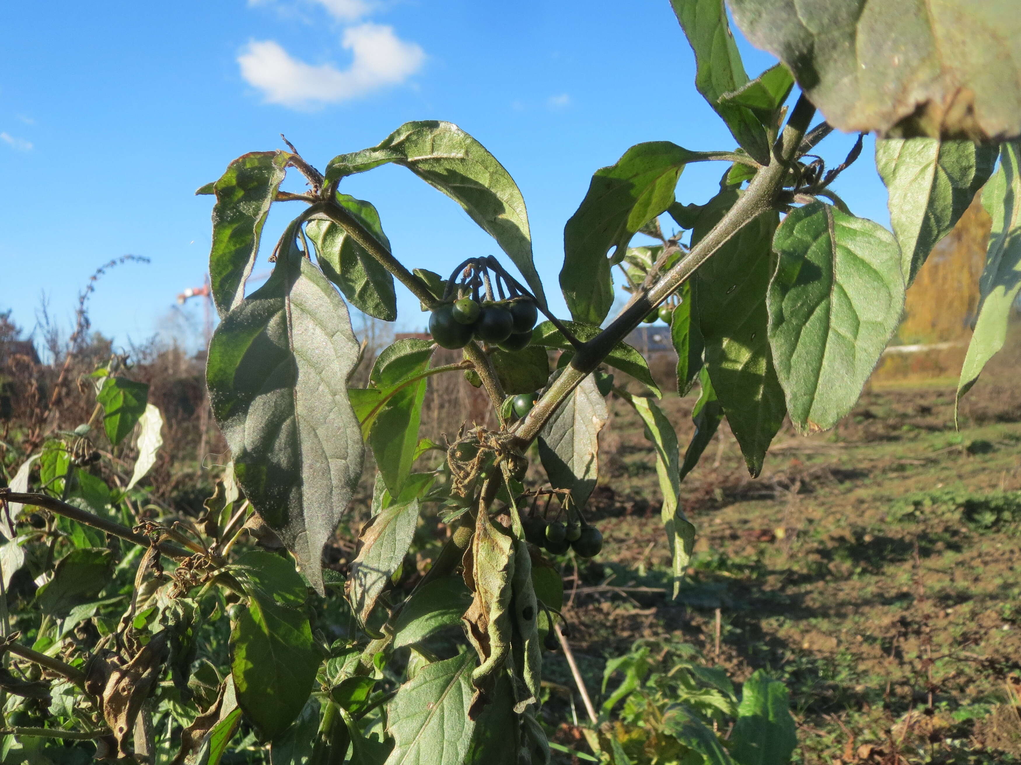 Image of European Black Nightshade