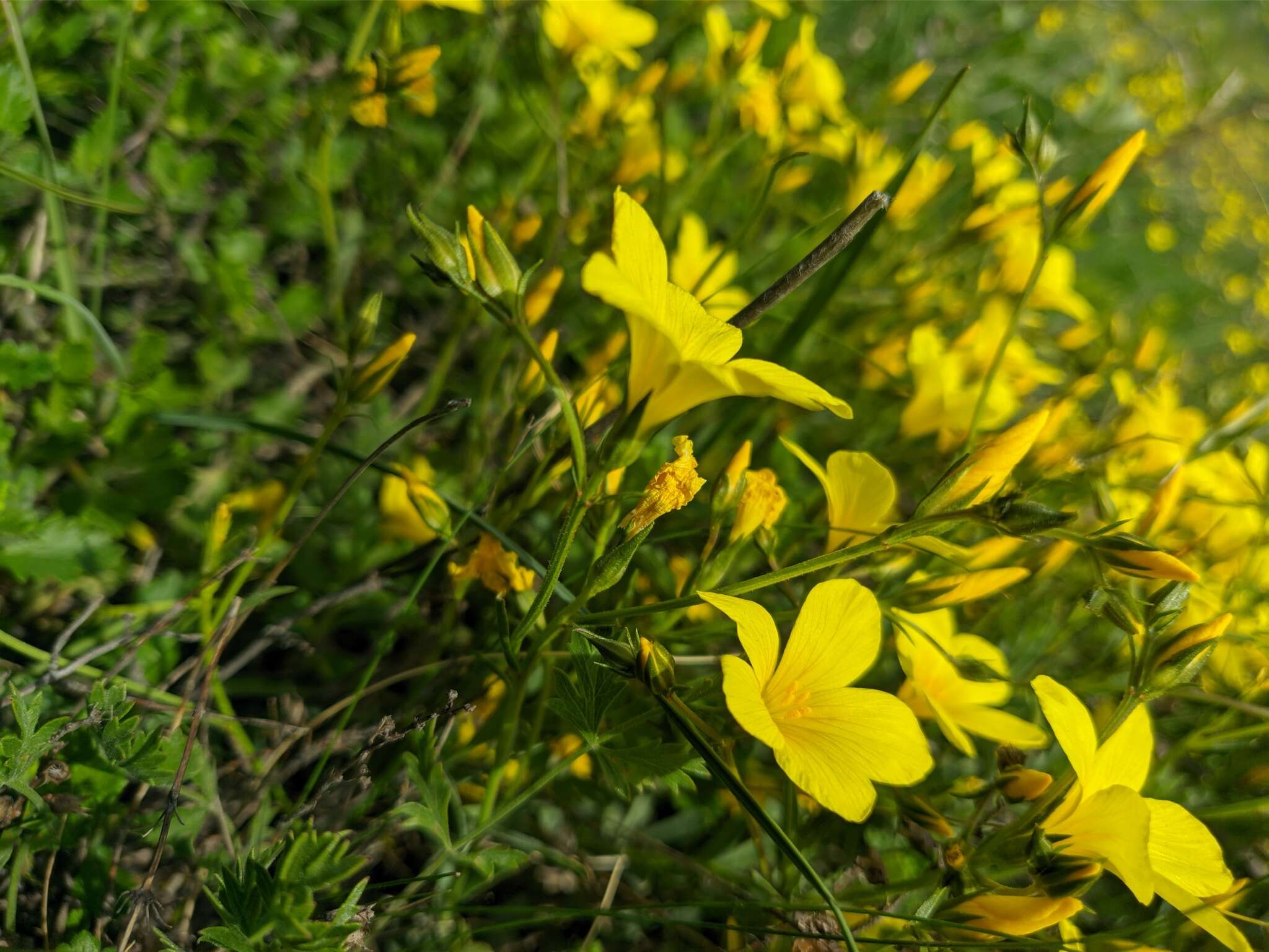 Linum pallasianum Schultes resmi