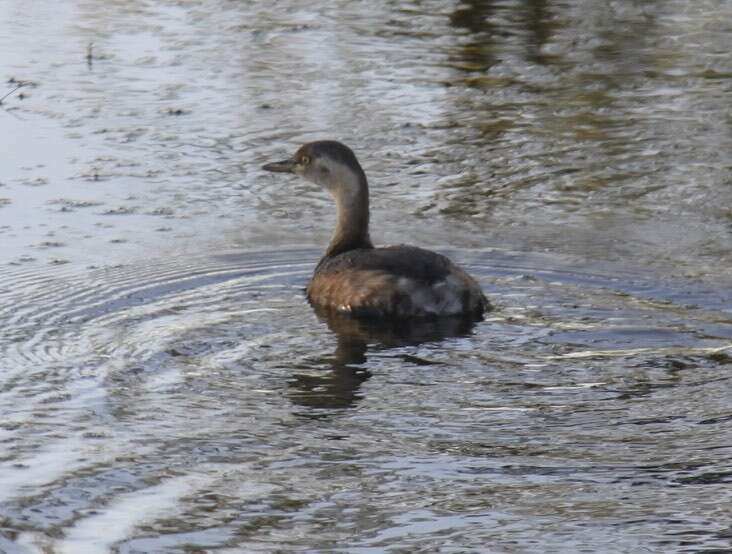 Image of Australasian Grebe