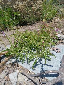 Image de Penstemon grinnellii subsp. grinnellii