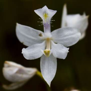 Image of tuberous grasspink