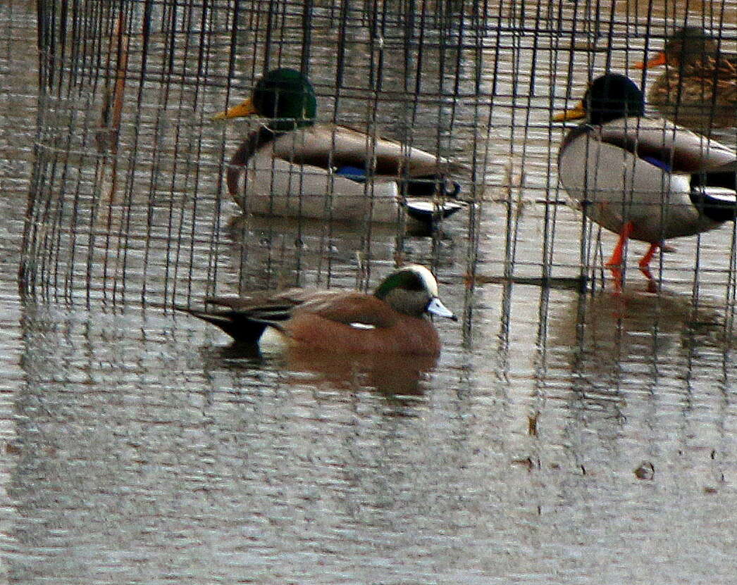 Image of American Wigeon