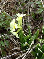 Image of Primula elatior subsp. pallasii (Lehm.) W. W. Sm. & Forrest