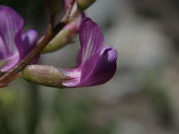 Imagem de Astragalus bourgovii A. Gray