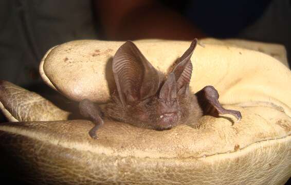 Image of pygmy round-eared bat