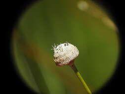 Image de Eriocaulon australe R. Br.