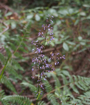 Image of cerulean flaxlily