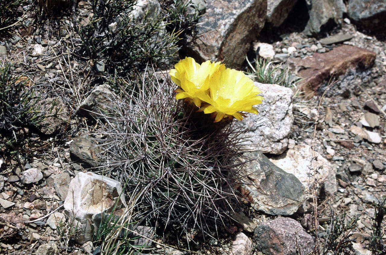 Echinopsis formosa (Pfeiff.) Jacobi ex Salm-Dyck resmi