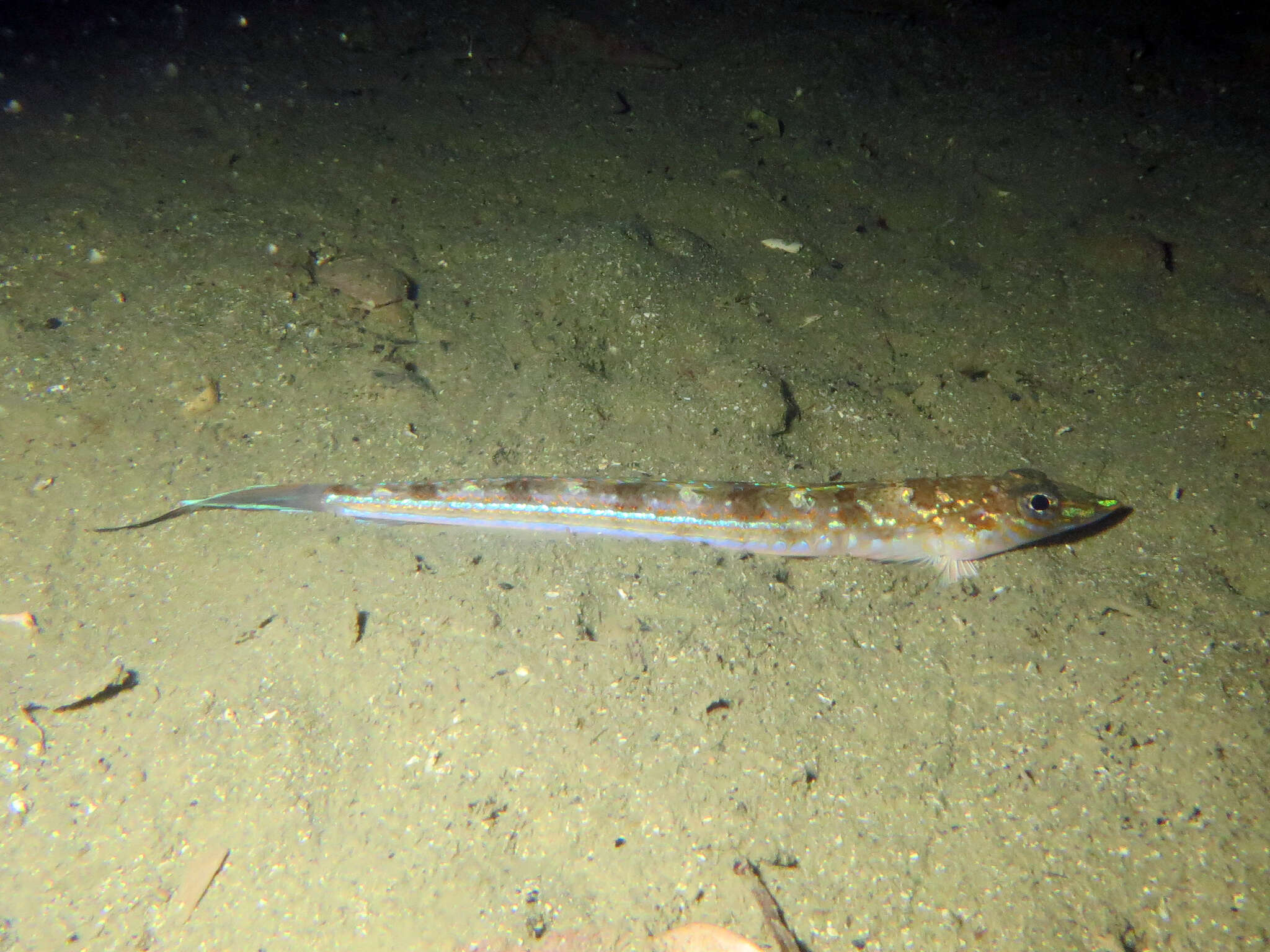 Image of Opalfish