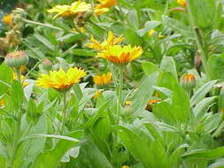 Image of pot marigold