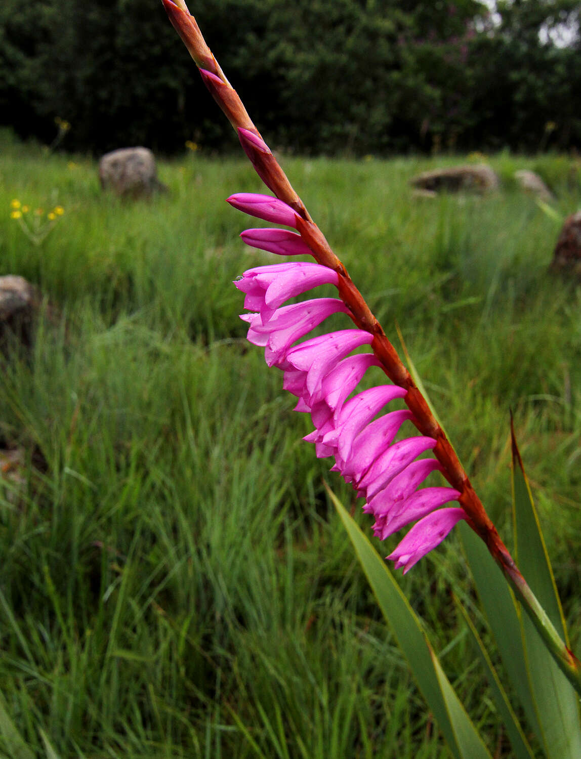 Imagem de Watsonia pulchra N. E. Br. ex Goldblatt