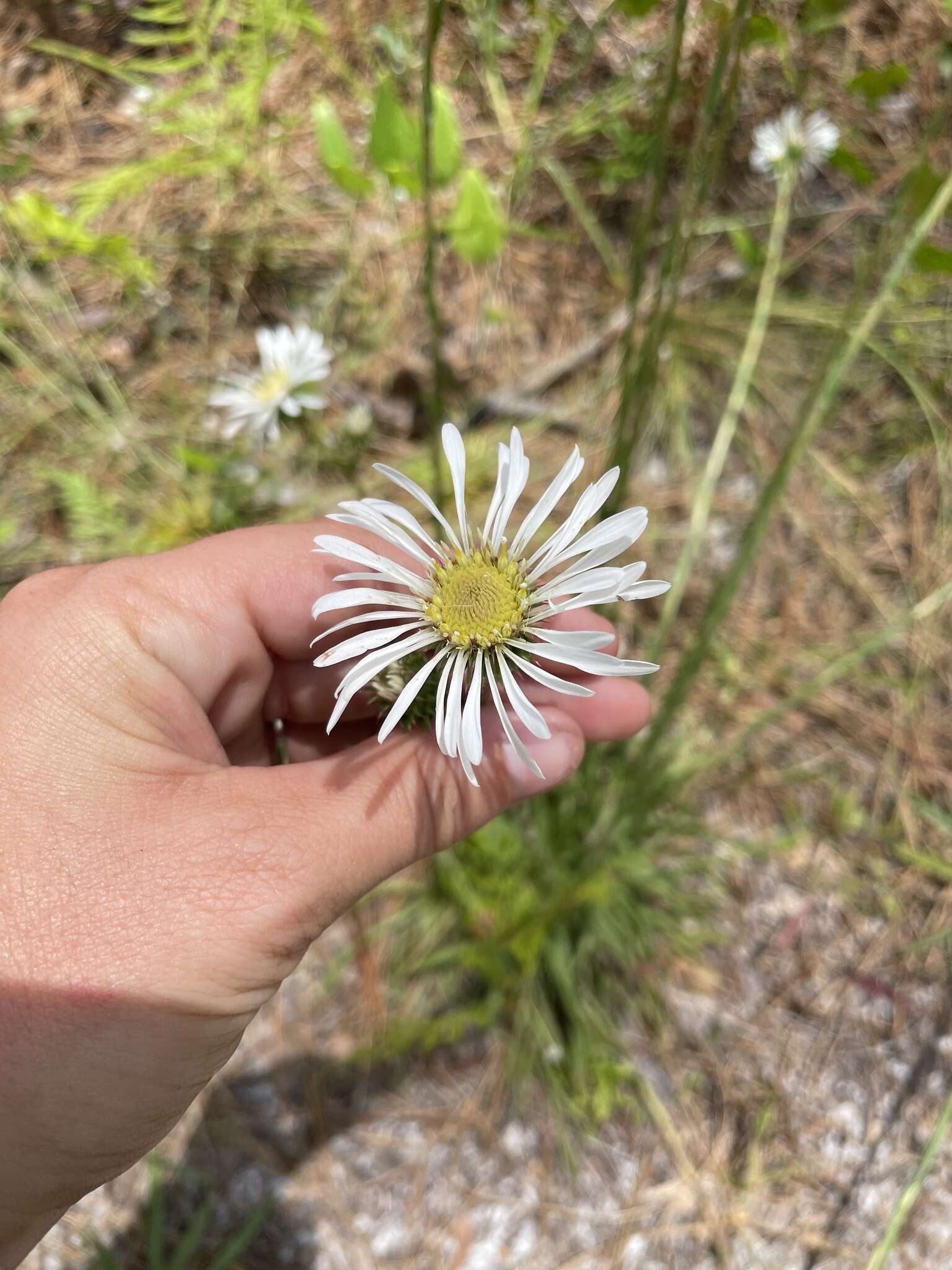 Image of Prickly Grass-Leaf-Aster