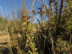 Image of Berberis glomerata Hook. & Arn.