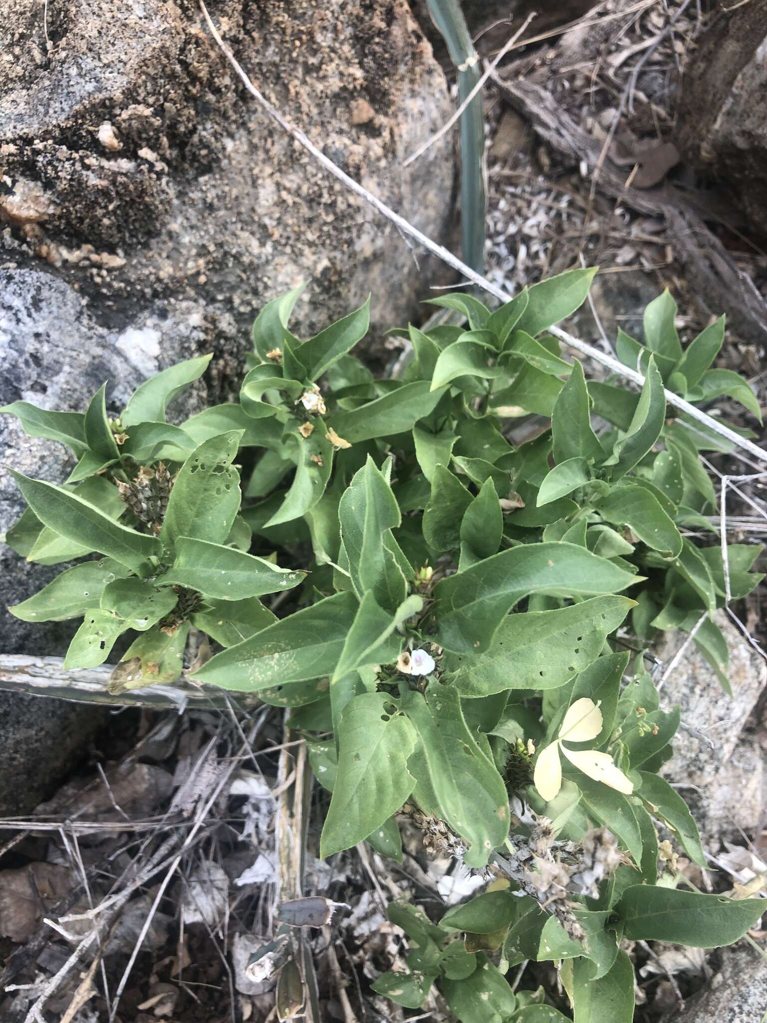 Neuracanthus africanus T. Anders. ex S. Moore resmi