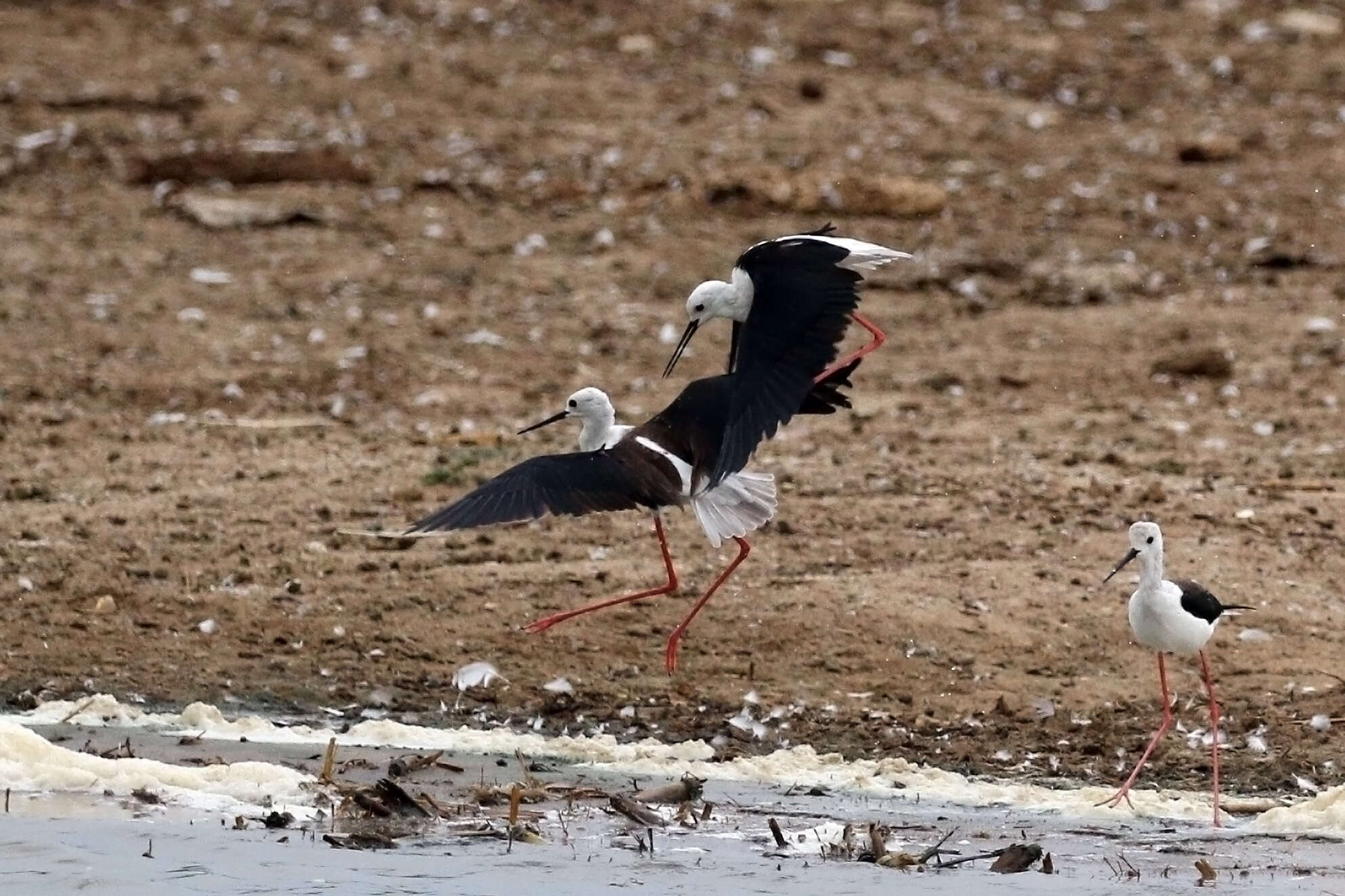 Image of Black-winged Stilt