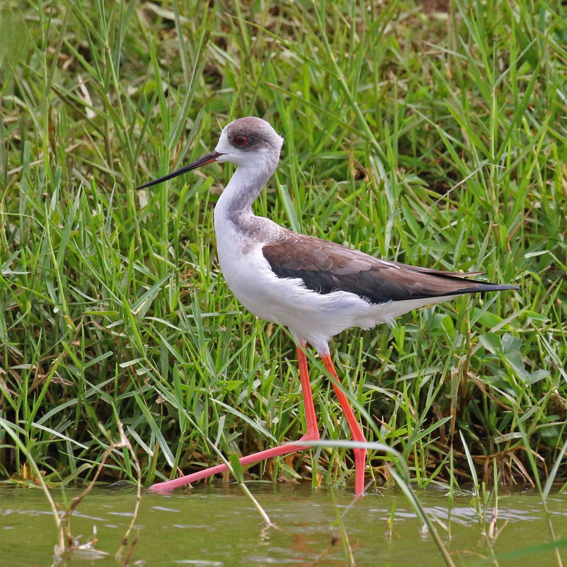 Image of Black-winged Stilt