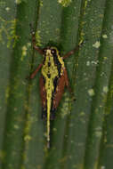 Image of Scaria fasciata Hancock & J. L. 1907