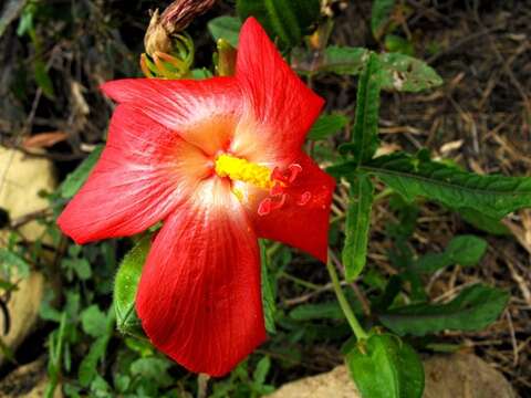 Image of Abelmoschus moschatus subsp. tuberosus (Spanoghe) Borssum Waalkes