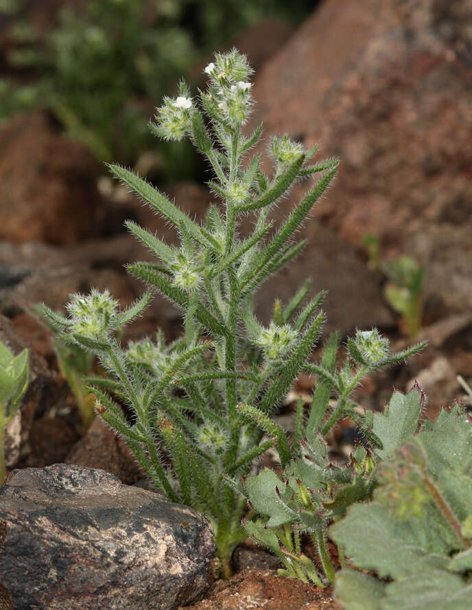 Слика од Johnstonella inaequata A. Brand