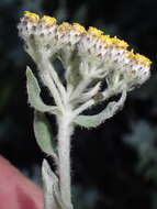 Слика од Helichrysum dasyanthum (Willd.) Sw.