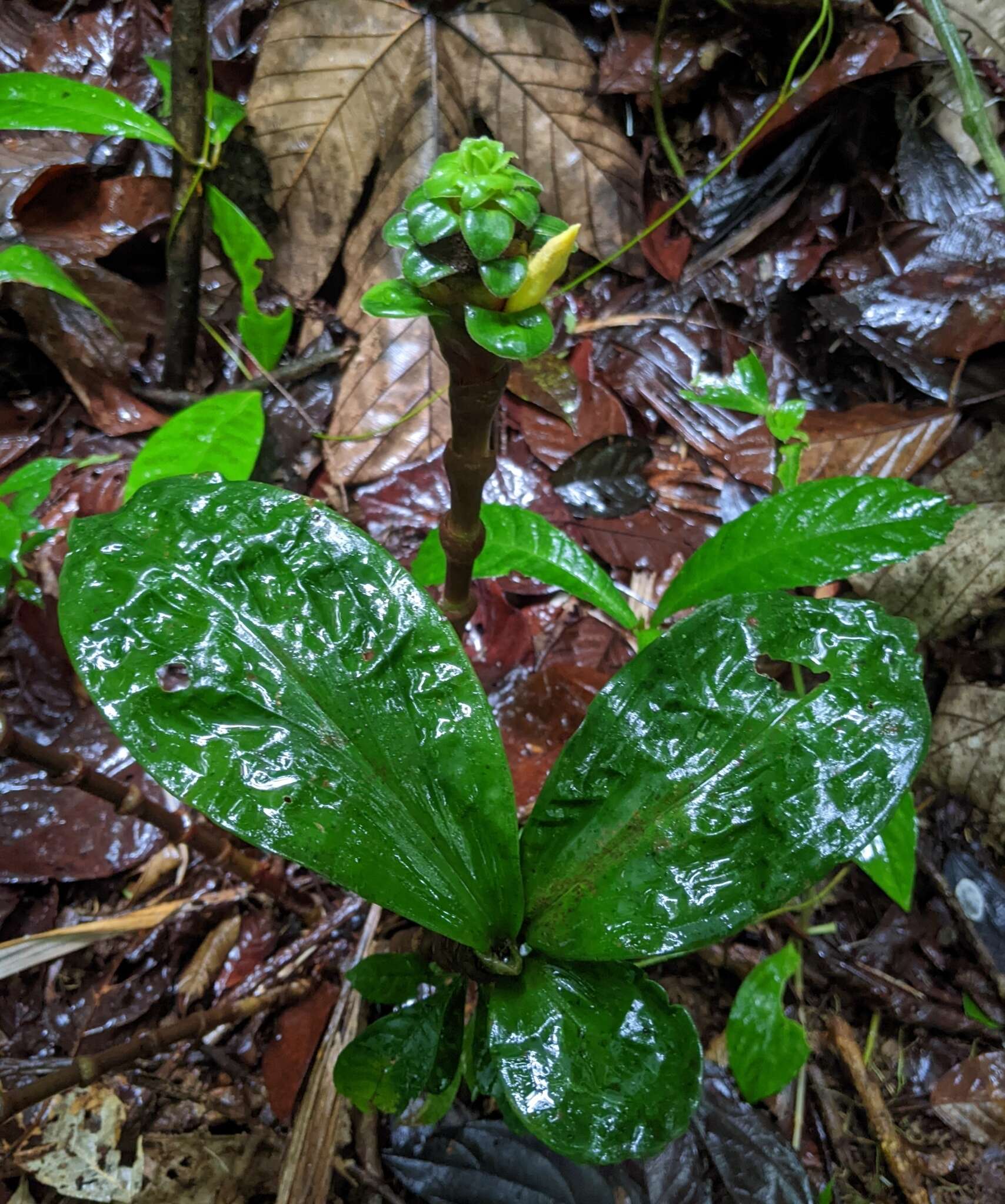 Image of Costus claviger Benoist