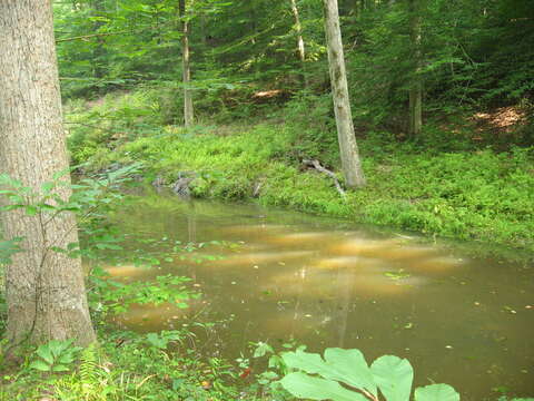 Image of beavers