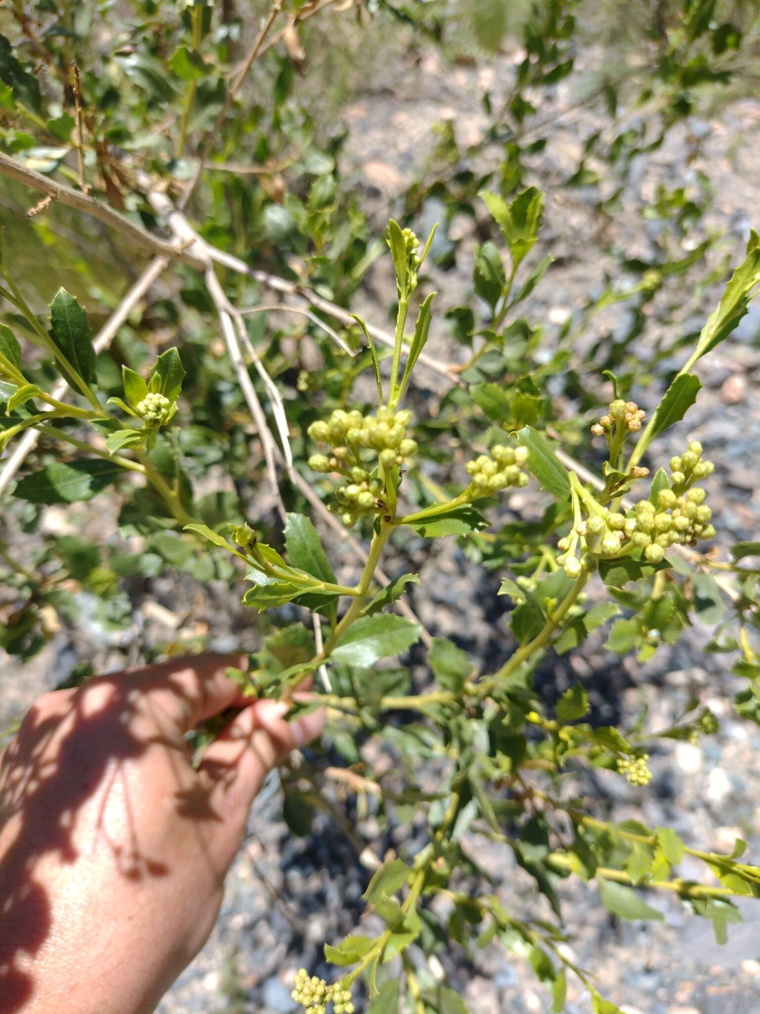 Image de Baccharis scandens (Ruiz & Pav.) Pers.