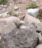 Image of Black-billed Shrike-Tyrant