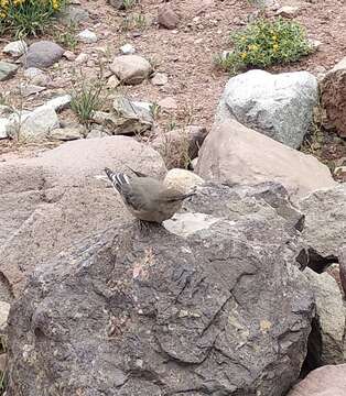 Image of Black-billed Shrike-Tyrant