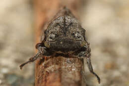 Image of Microcentrus caryae Fitch