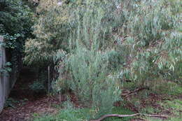 Acacia stricta (Andrews) Willd.的圖片