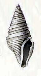 Image of Splendrillia clydonia (Melvill & Standen 1901)