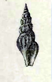 Image of Splendrillia coccinata (Reeve 1845)