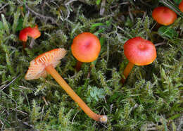 Image of Hygrocybe subpapillata Kühner 1979