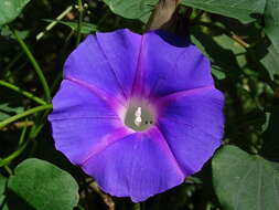 Image of Ipomoea orizabensis var. austromexicana J. A. Mc Donald