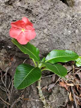 Image of Pachypodium windsorii Poiss.