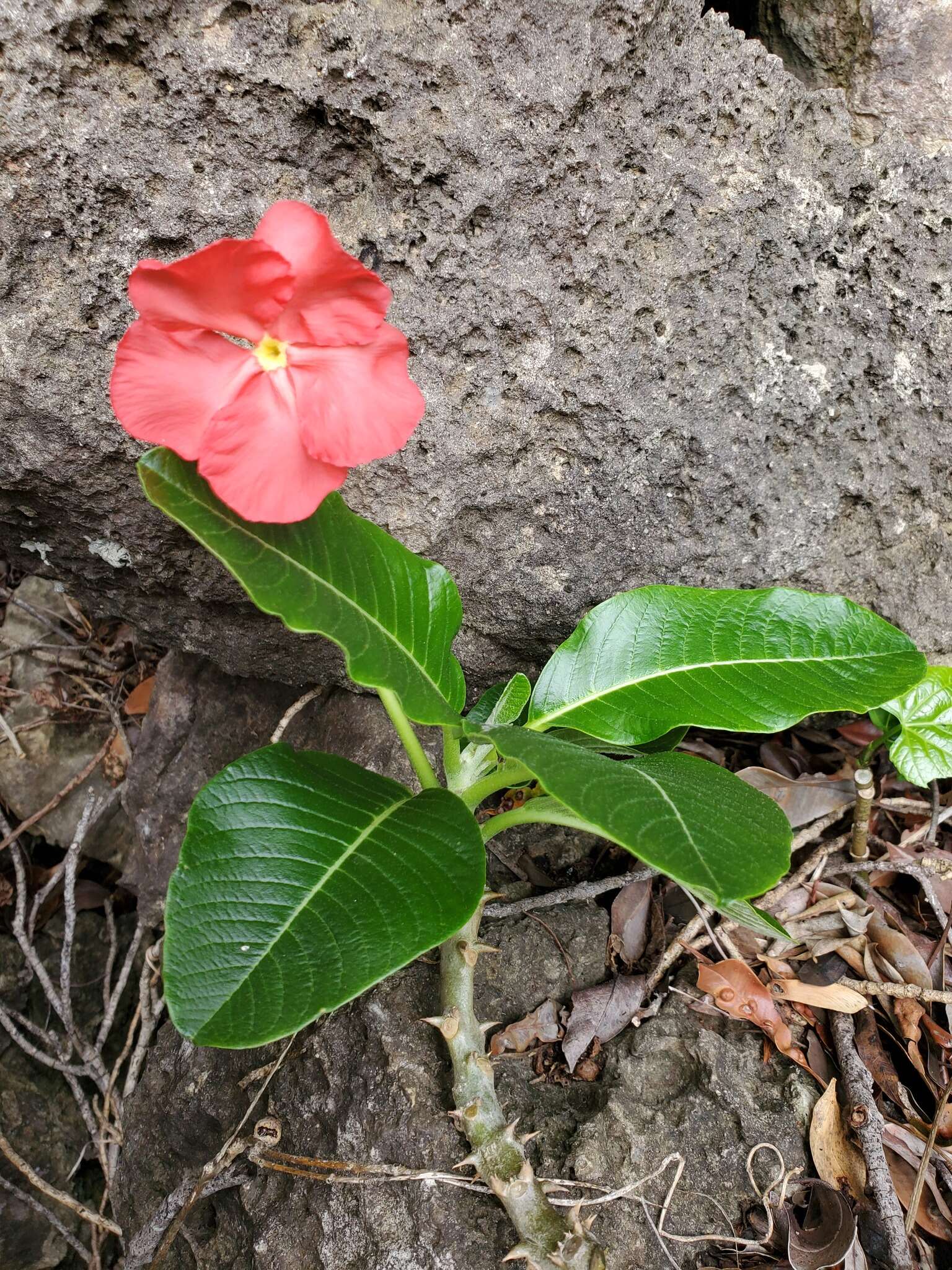 Imagem de Pachypodium windsorii Poiss.