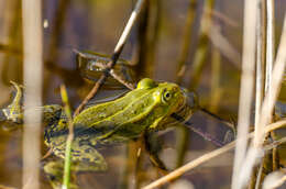 Image de Petite grenouille verte