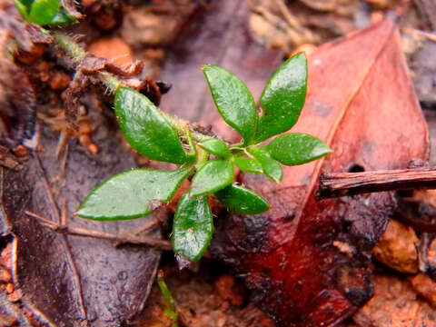 Imagem de Xanthosia tasmanica Domin