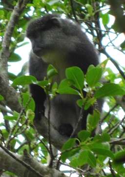 Imagem de Cercopithecus mitis labiatus I. Geoffroy Saint-Hilaire 1842