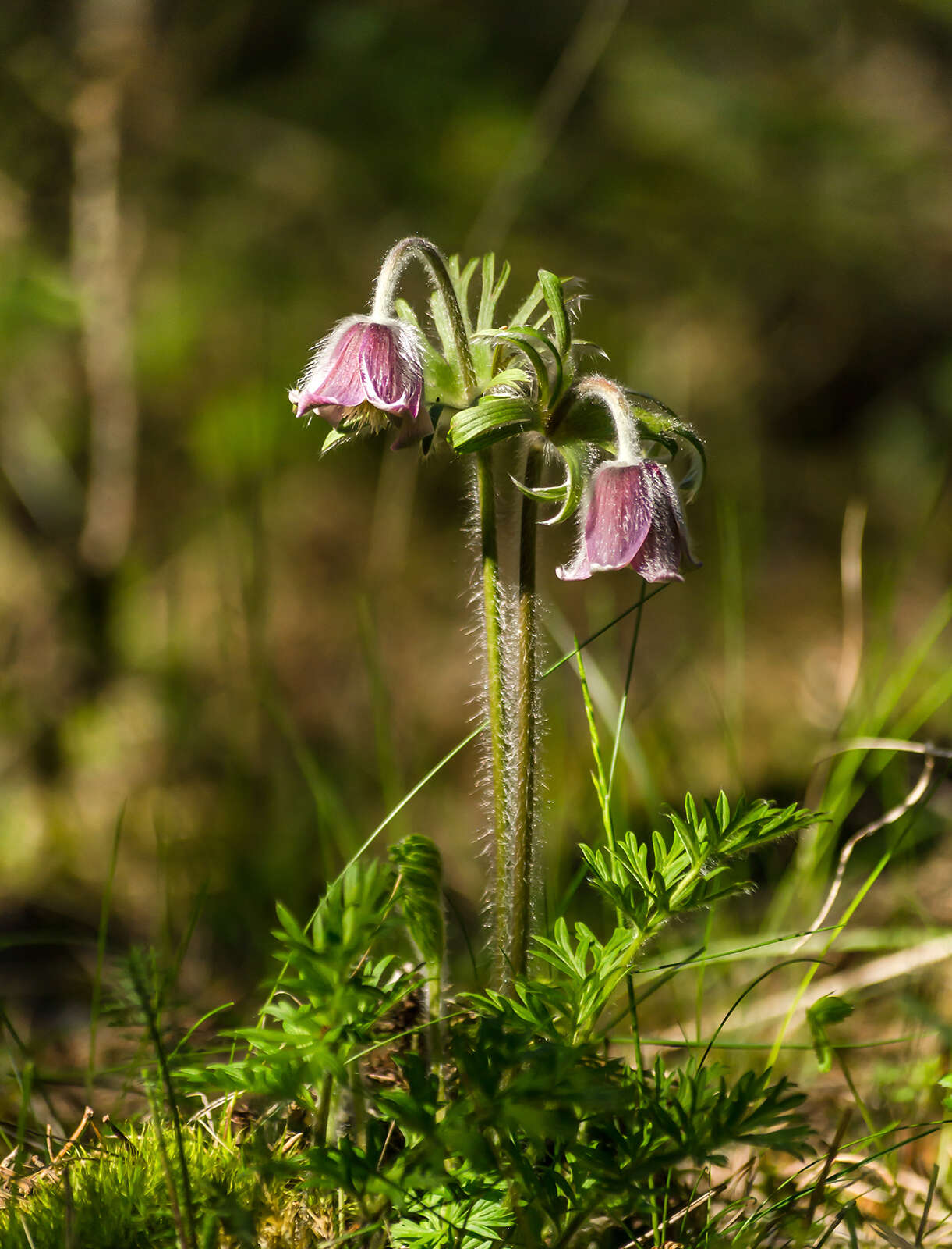 Image of Small Pasque Flower