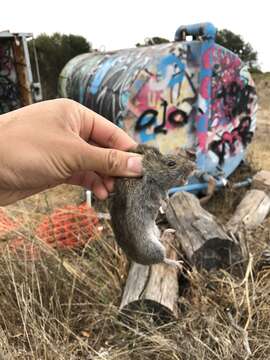 Image of Amargosa Vole