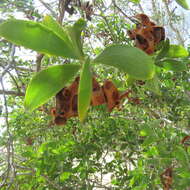 Image of Acacia oraria F. Muell.