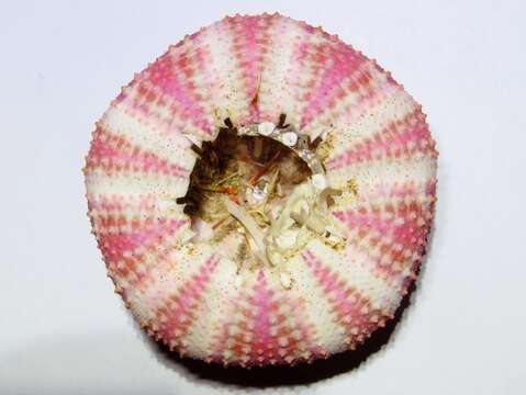 Image of Flower urchin